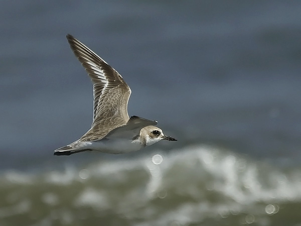 Aavikkotylli, Greater Sand Plover, Charadrius leschenaultii